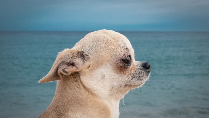 Щенки чихуахуа