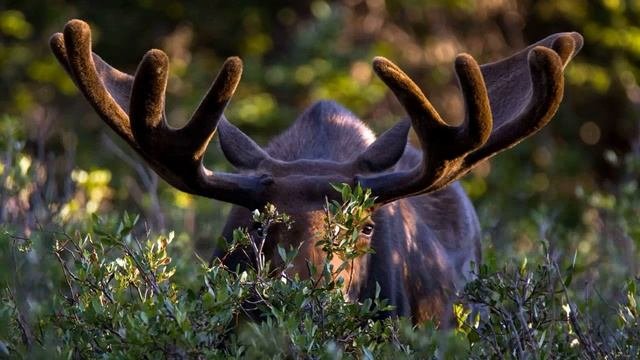 Красивый Лось