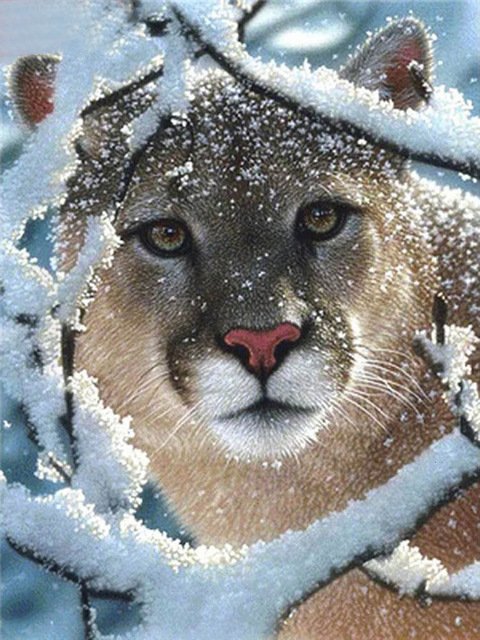 Зимние животные