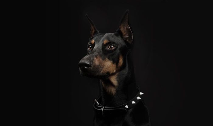 Доберман 4к