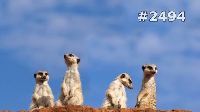 Колония сурикатов