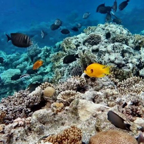 Коралловый риф в Шарм Эль Шейхе