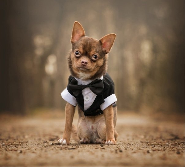 Одежда для собак