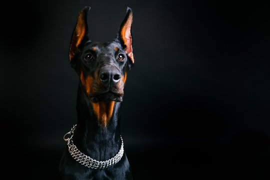 Доберман 4к