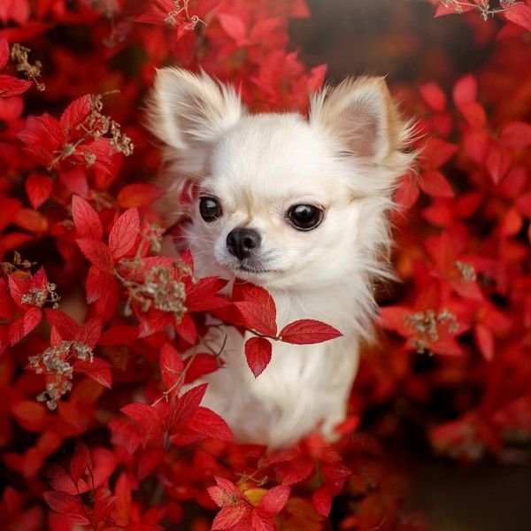 Собака чихуа Хуа Хуа