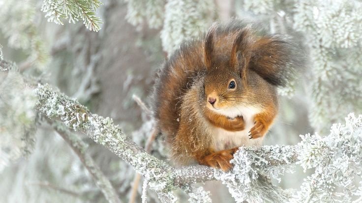 Зимние картинки на рабочий стол