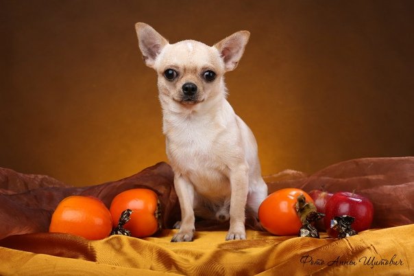 Мексиканский терьер чихуахуа