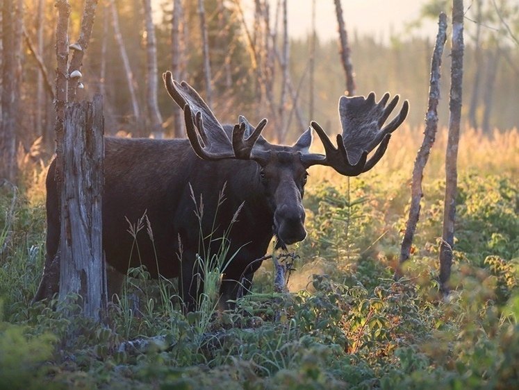 Европейский Лось alces alces