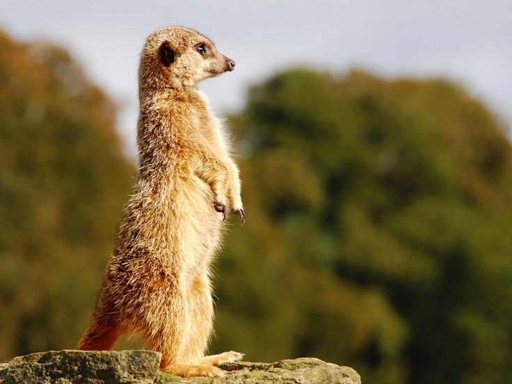 Сумчатый сурикат