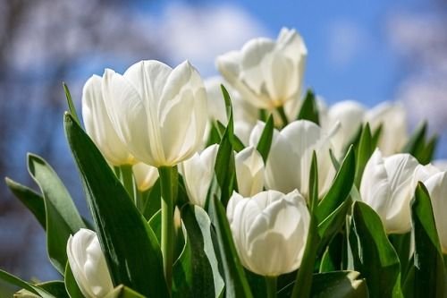 Тюльпан Vesna