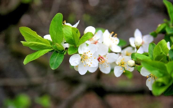Жасмин дерево