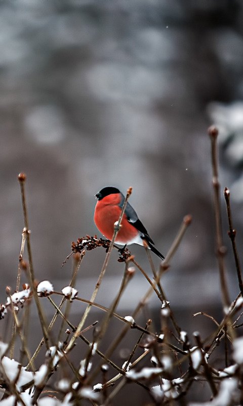 Зимние птицы