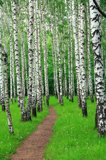 Саракташ Березовая роща