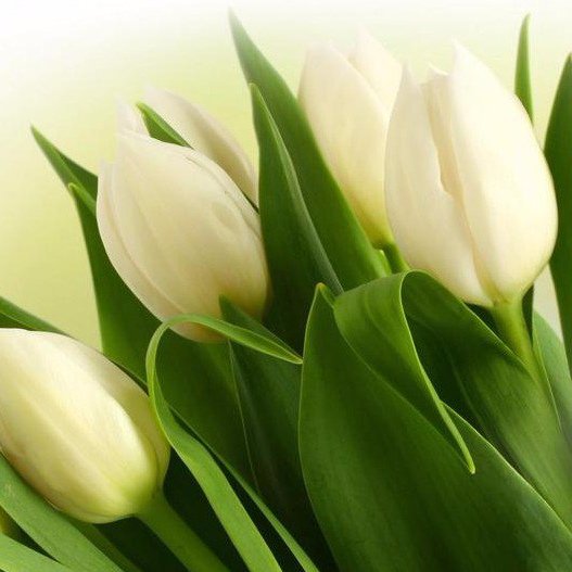 Гладкие тюльпаны