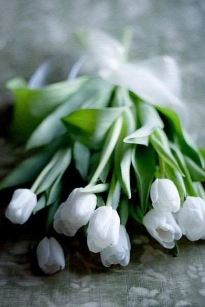 Белые весенние цветы