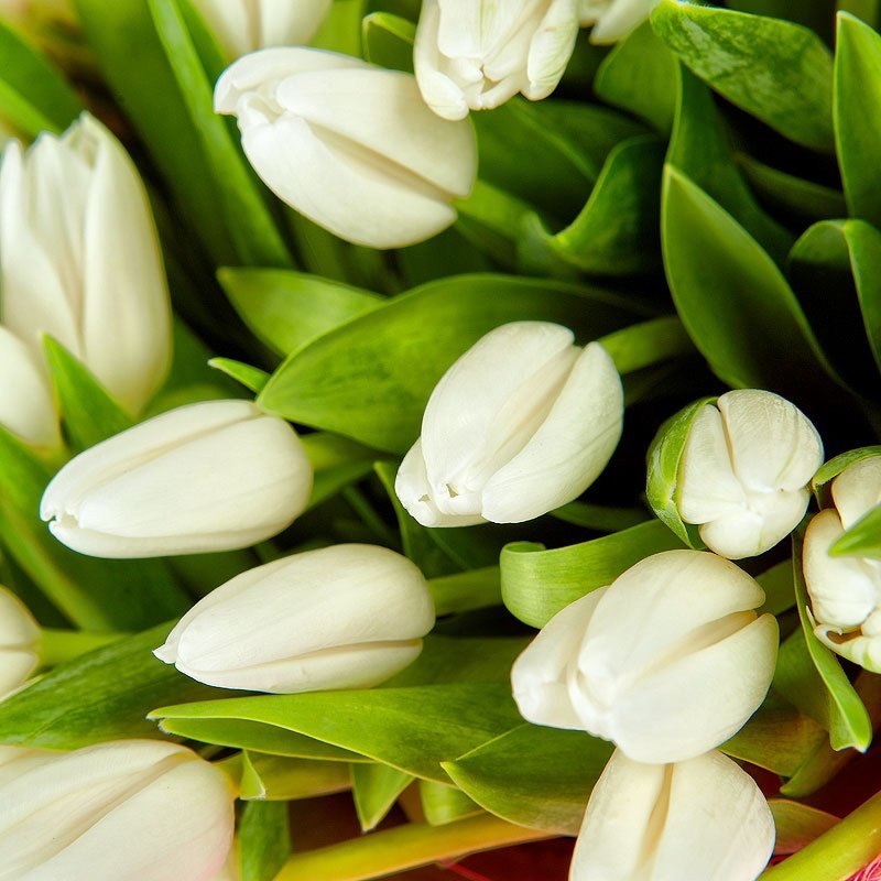 Белые тюльпаны букет