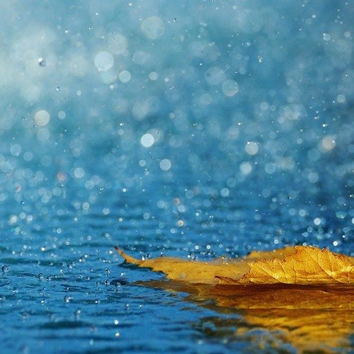 Листик на воде