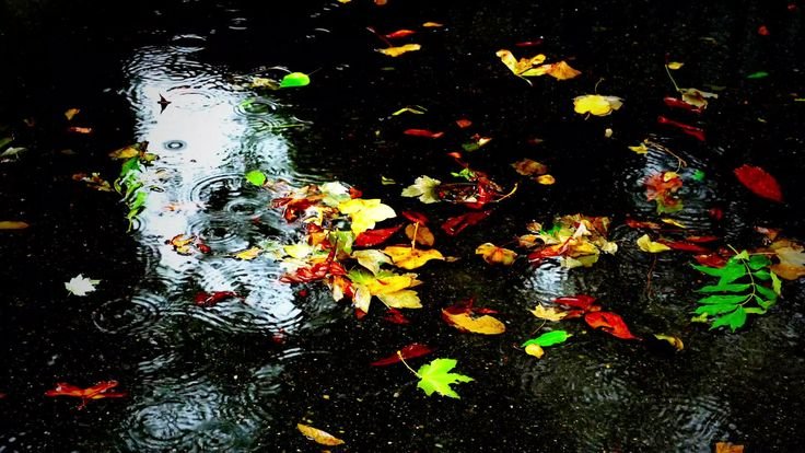 Осенний дождь