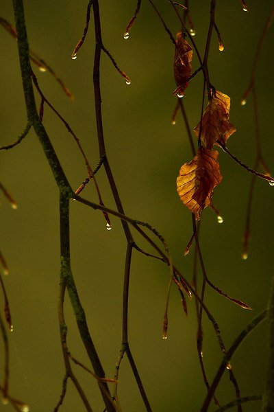 Ветка осеннего дерева