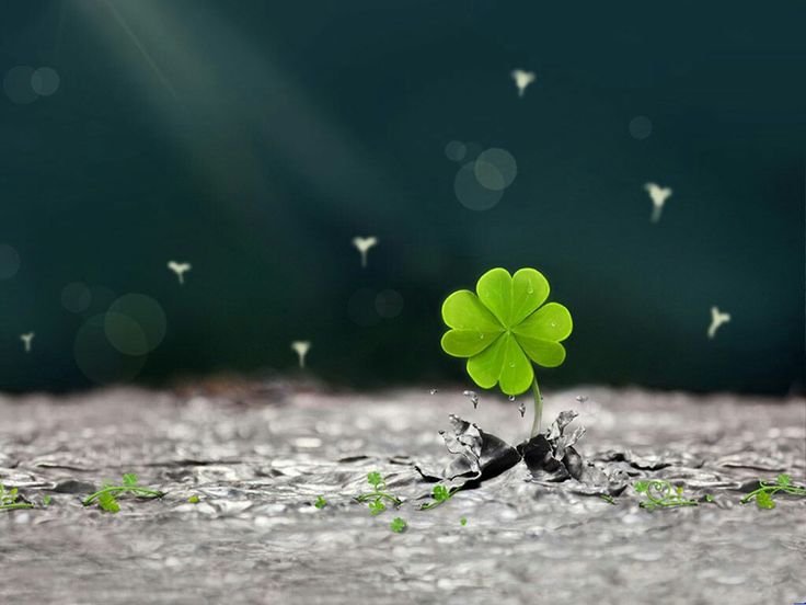 Клевер четырехлистник