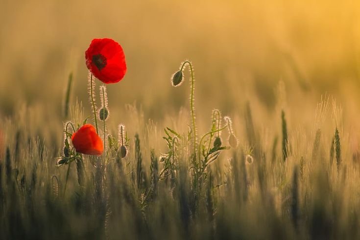 Маковое поле