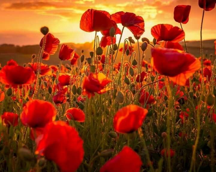 Маки в поле