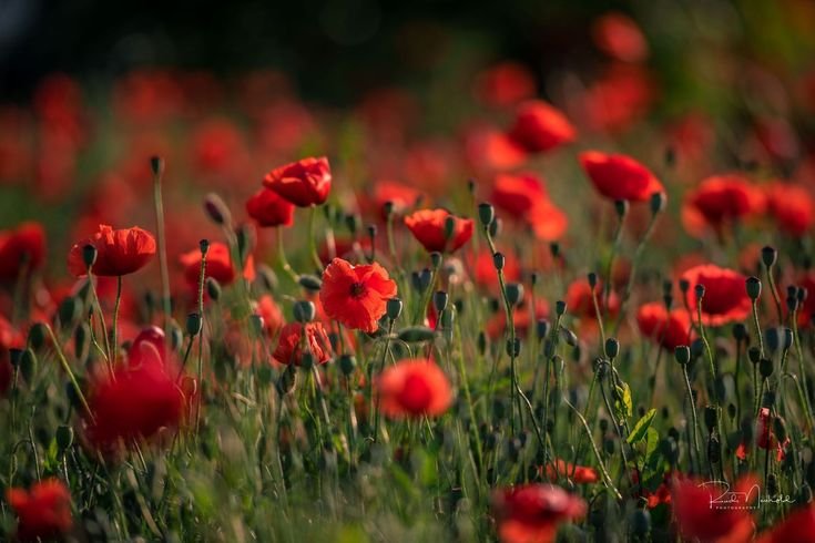 Красивые маки