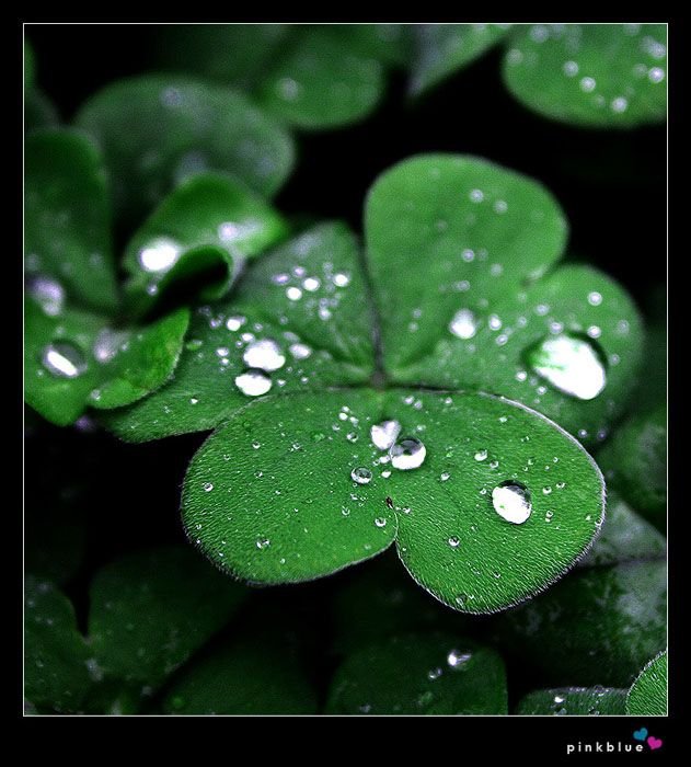 Четырёхлистный Клевер символ удачи