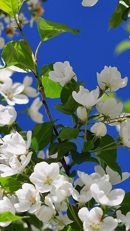 Цветущие деревья