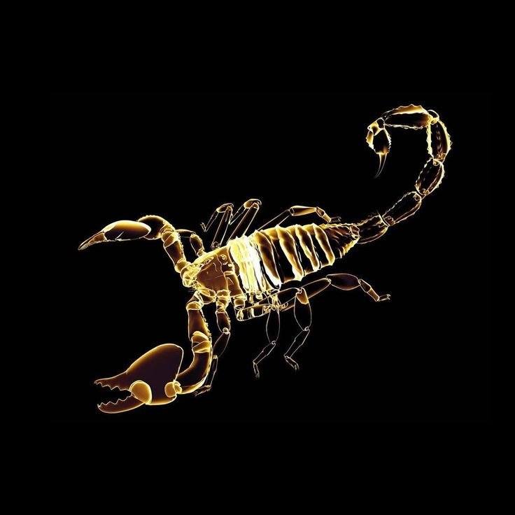 Красивый Скорпион