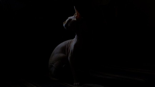 Сфинкс кошка