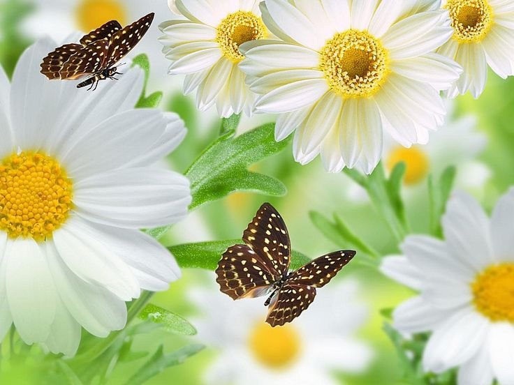 Красивый фон с ромашками