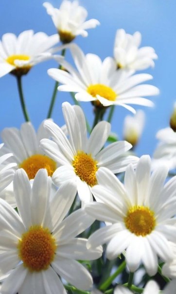 Красивые ромашки