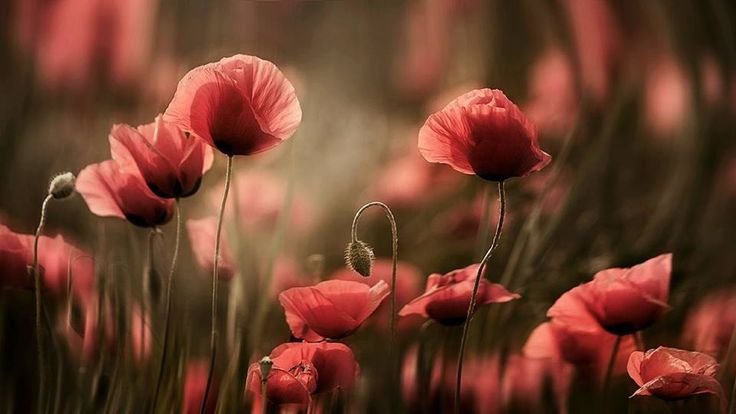 Фон для рабочего стола маки