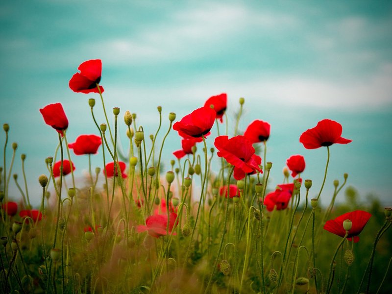 Природа цветы