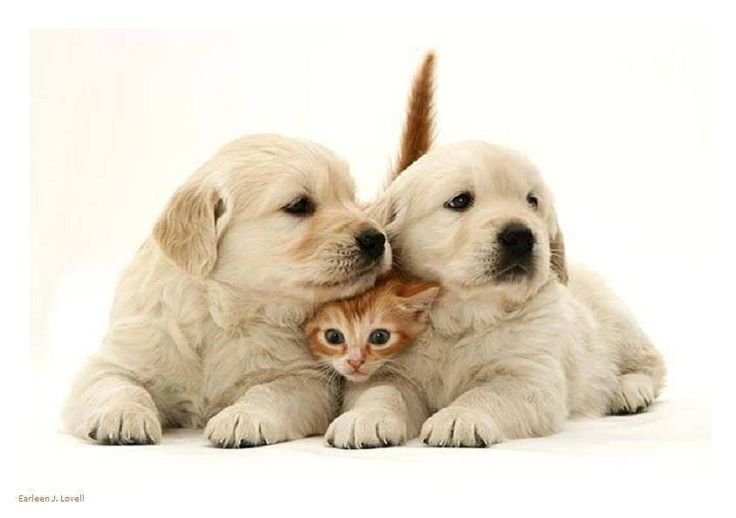 Котики собачки