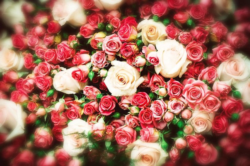 Красивые букеты роз большие