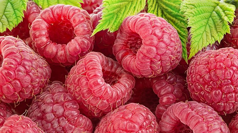 Малина Rubus idaeus