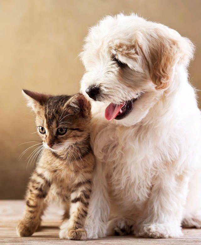 Красивые собаки и кошки