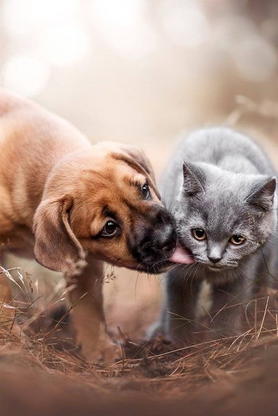 Красивые щенята и котята