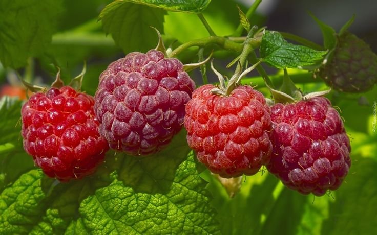 Малина Лиана