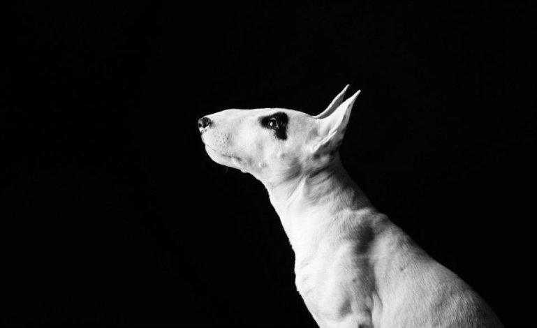 Бультерьер черно белый