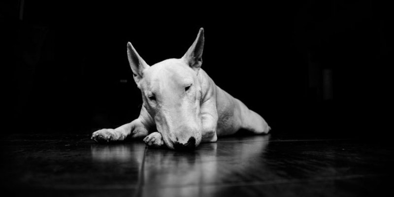 Бультерьер 4к