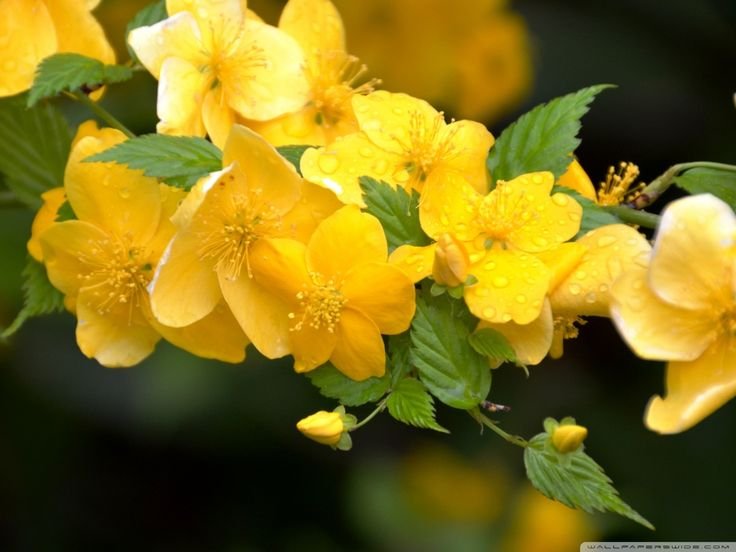 Керрия японская белая