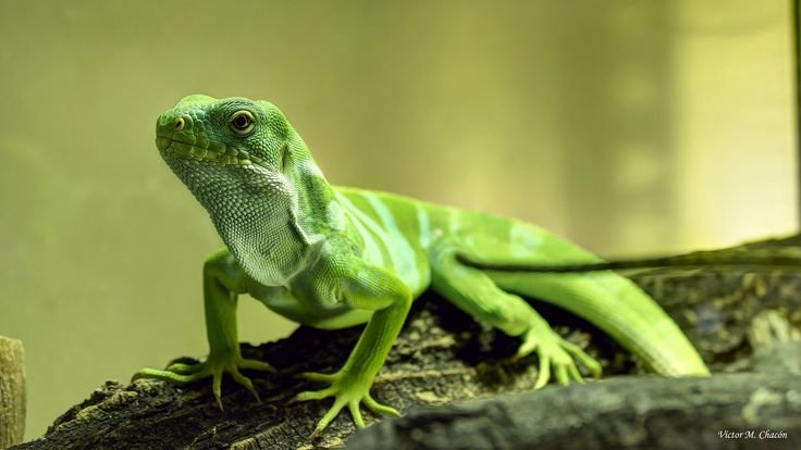 Агама и хамелеон