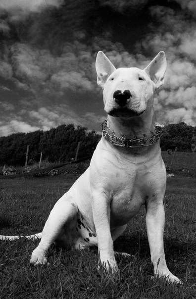 ОФФНИКИ С бультерьером