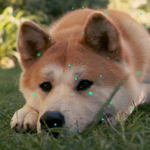 Акита-ину Хатико