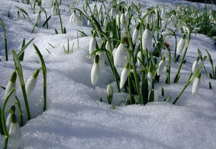 Пролеска Сибирская Крокус