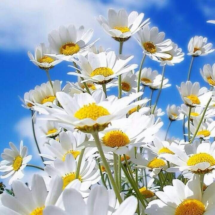 Красивые ромашки