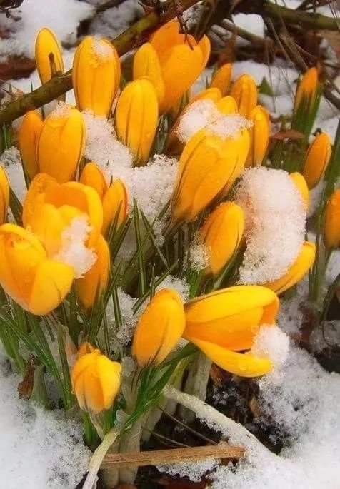 Байчечекей гулу